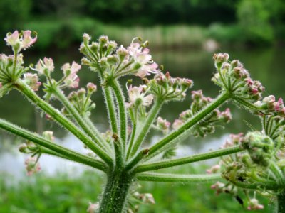 20140507Heracleum_sphondylium1