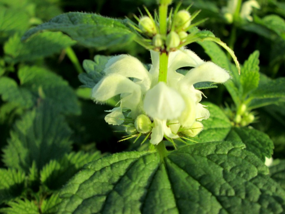 20141123Lamium_album1