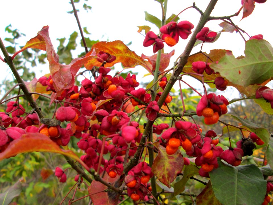20141109Euonymus_europaeus1