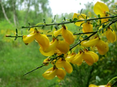20140507Cytisus_scoparius