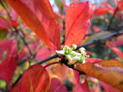 20141123Euonymus_europaeus2