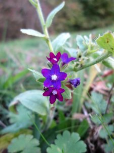 20141109Anchusa_officinalis1
