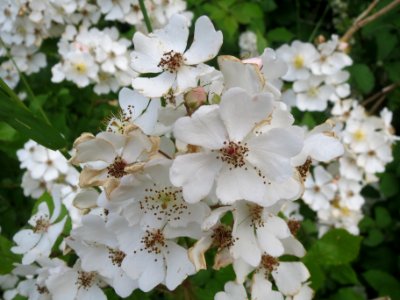 20140603Rosa_multiflora2