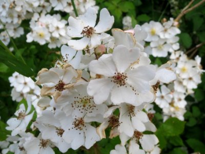 20140603Rosa_multiflora2 photo