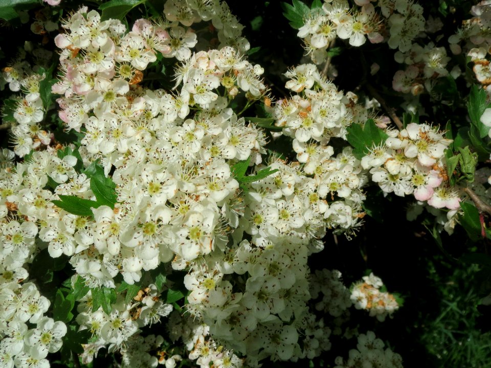 20140507Crataegus_monogyna1