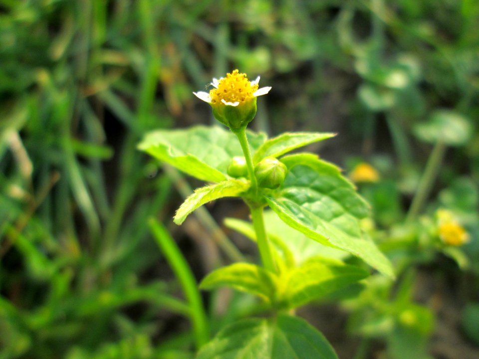 20141123Galinsoga_parviflora2