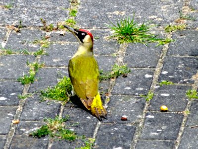 20140604_Groene_specht
