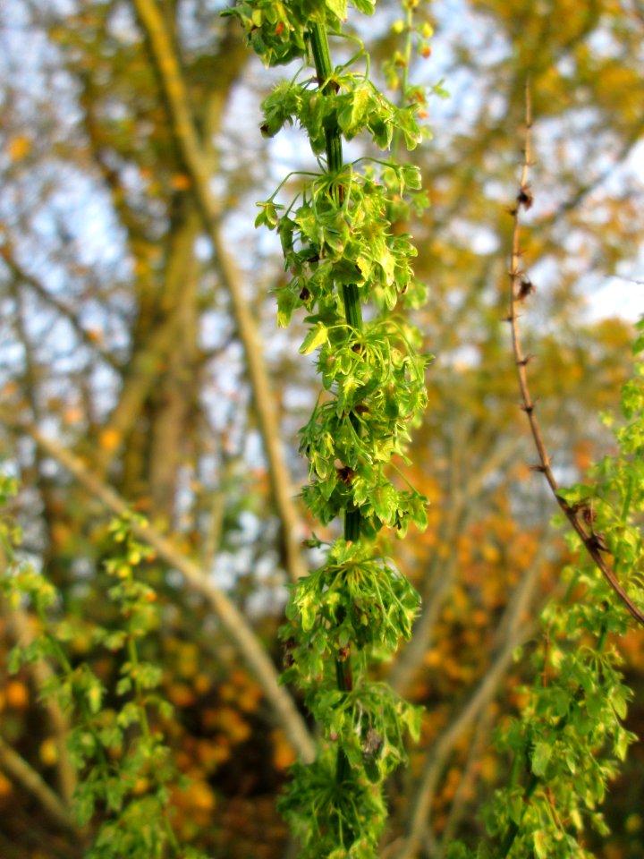 20141123Rumex_obtusifolius