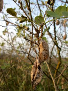 20141123Colutea_arborescens2