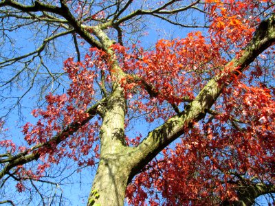 20141108Quercus_coccinea2
