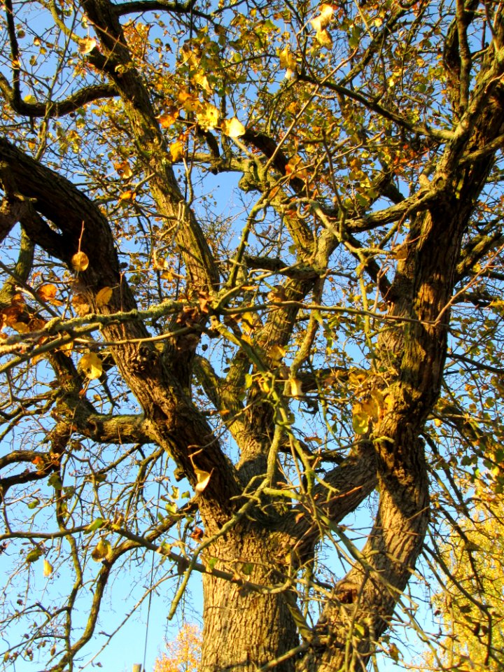 20141106Birne_Reilingen1
