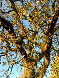 20141106Birne_Reilingen1