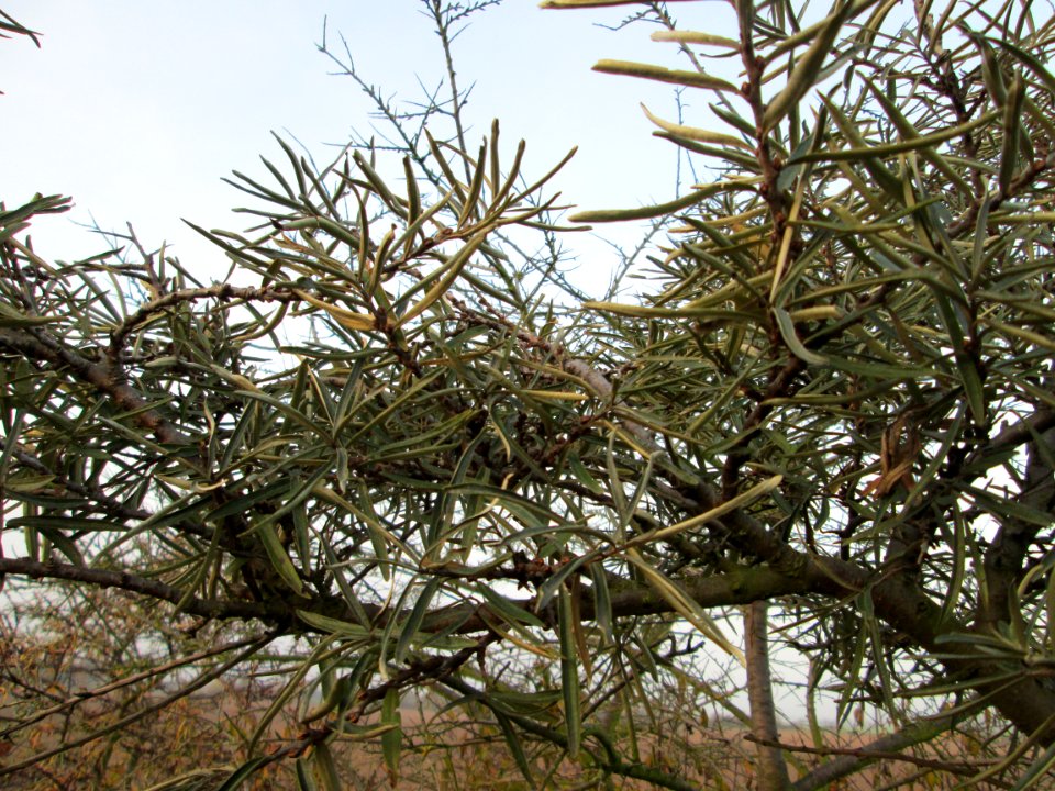 20141123Hippophae_rhamnoides3