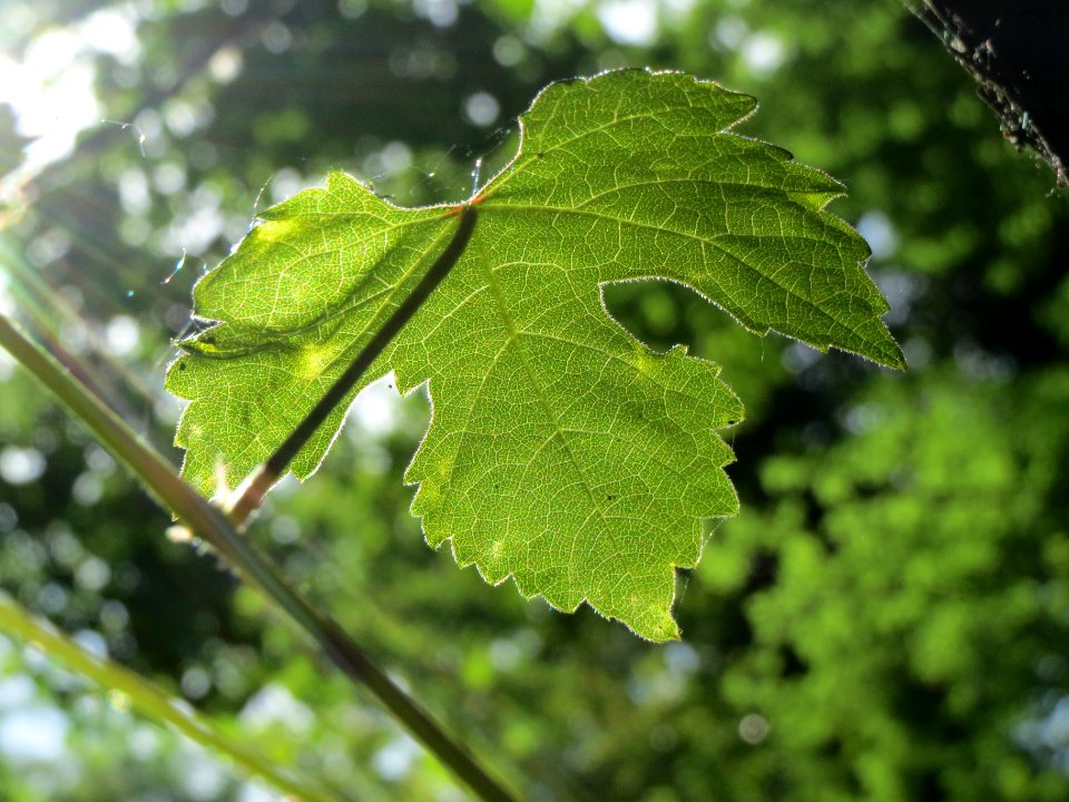 20140606Vitis_vinifera_subsp._sylvestris07