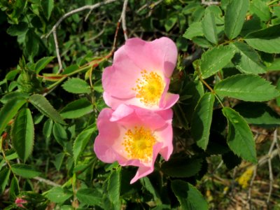 20140426Rosa_dumalis19