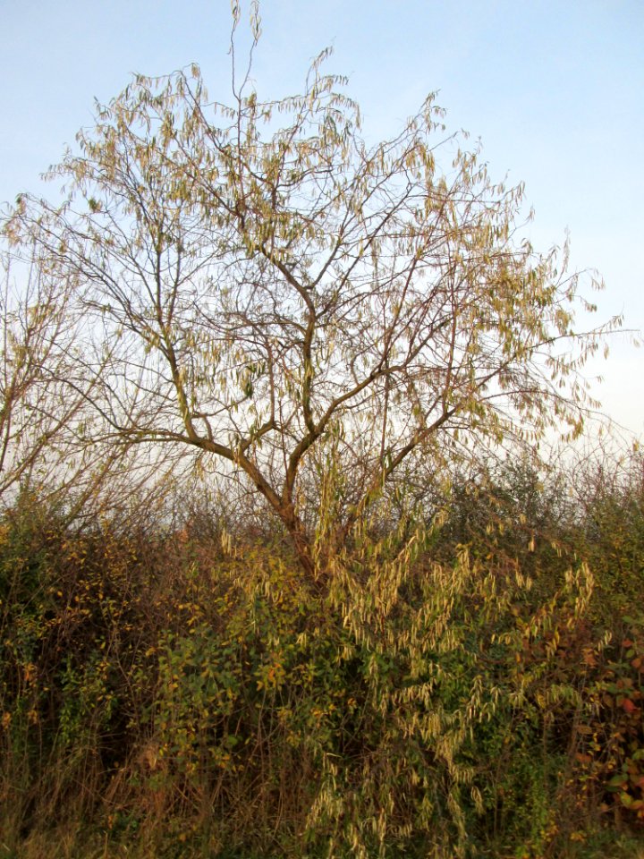 20141123Elaeagnus_angustifolia