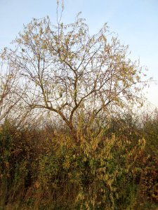 20141123Elaeagnus_angustifolia