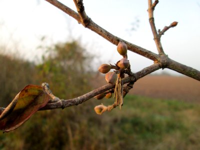 20141123Cornus_mas1
