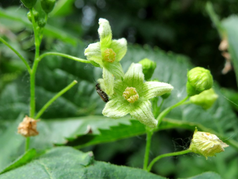 20140607Bryonia_dioica3
