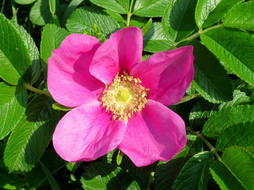 20140426Rosa_rugosa6