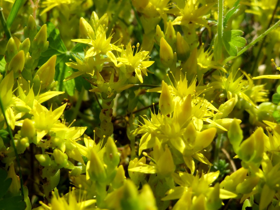 20140606Sedum_acre1