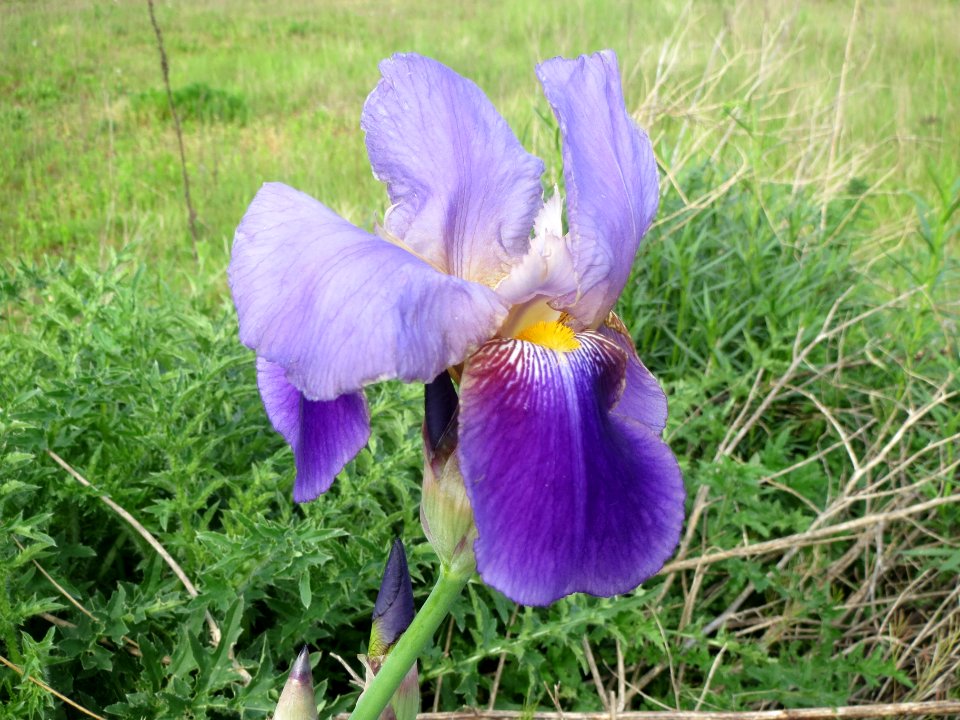 20140427Iris_versicolor1