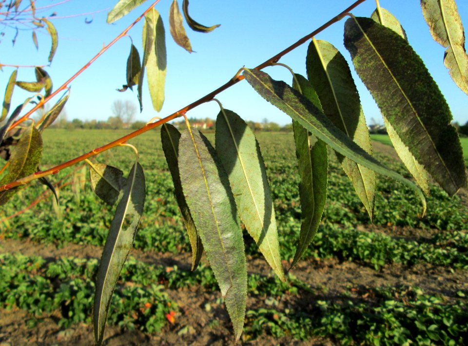 20141108Salix_alba8