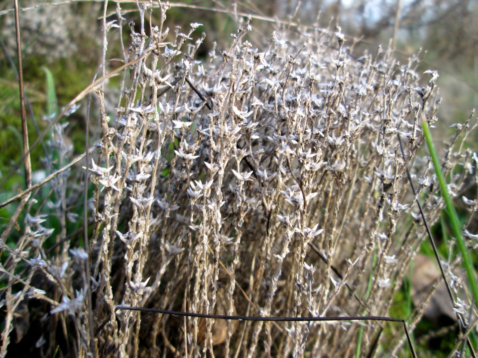20141122Sedum_acre2