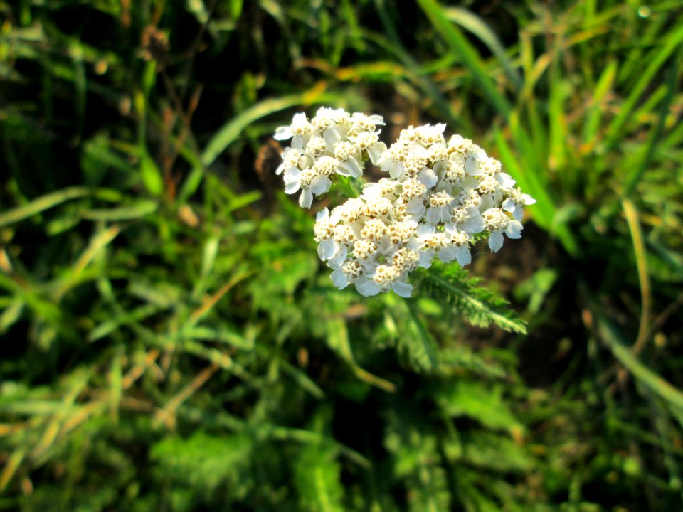 20141106Achillea_millefolium