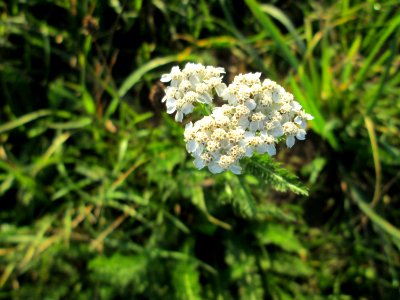 20141106Achillea_millefolium