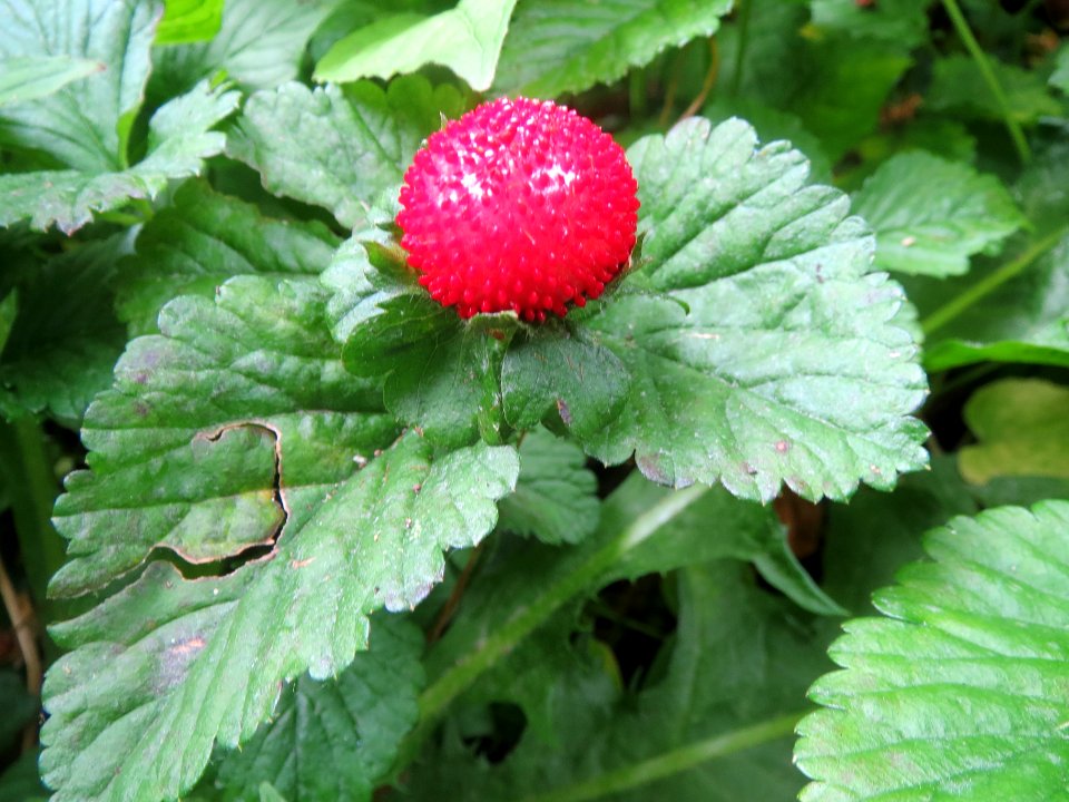 20140529Potentilla_indica3