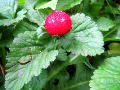 20140529Potentilla_indica3