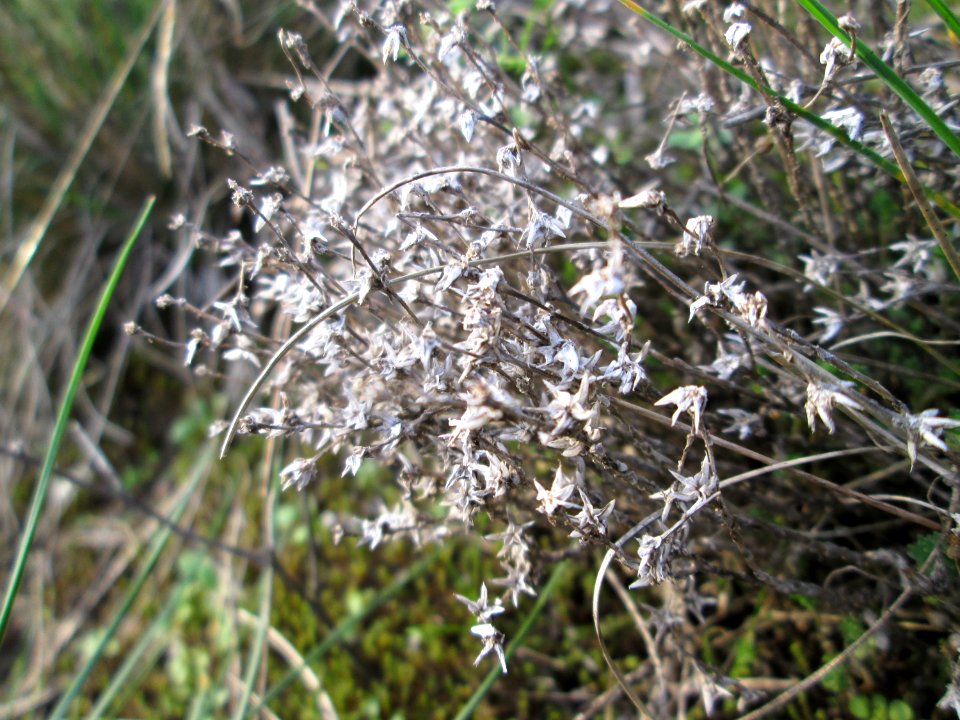 20141122Sedum_acre1