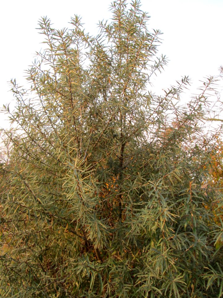 20141123Hippophae_rhamnoides1