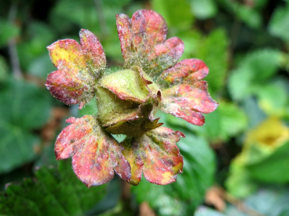 20140529Potentilla_indica4
