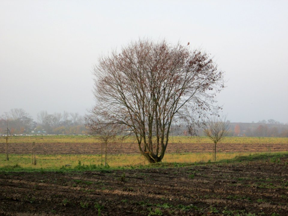 20141123Carpinus_betulus