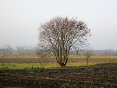 20141123Carpinus_betulus
