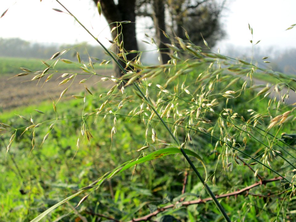 20141123Arrhenatherum_elatius2