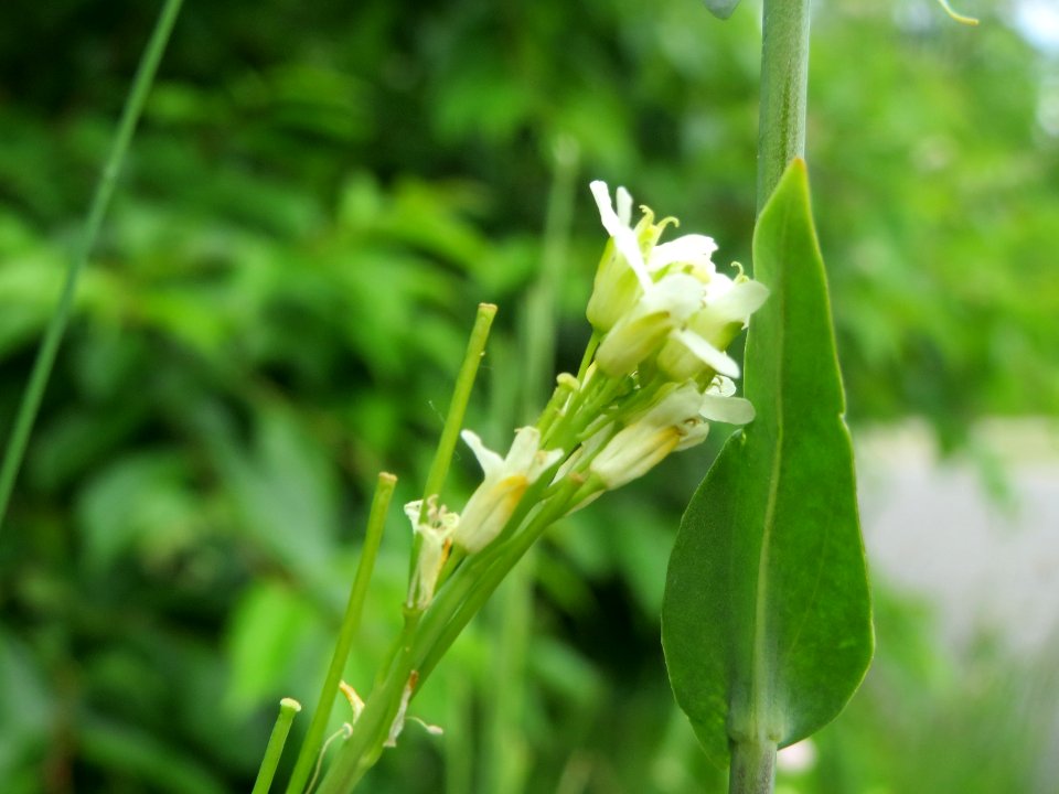 20140525Turritis_glabra2