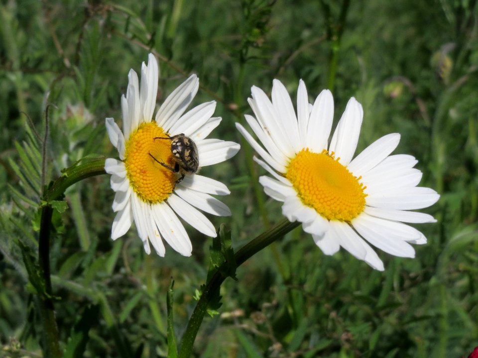 20140505Leucanthemum_vulgare3