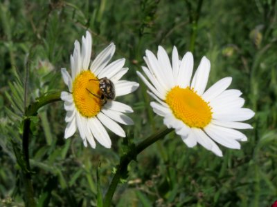 20140505Leucanthemum_vulgare3
