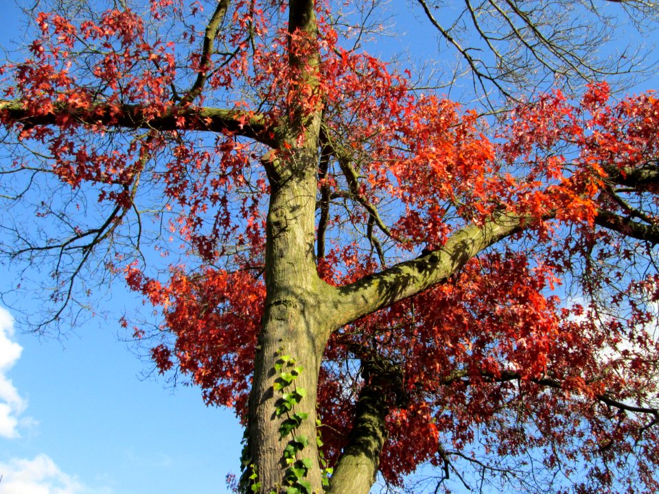 20141108Quercus_coccinea3