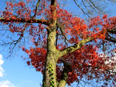 20141108Quercus_coccinea3