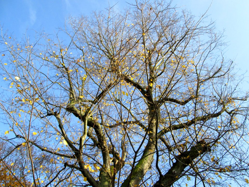 20141122Tilia_cordata4