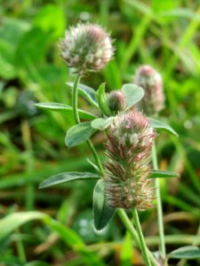 20141013Trifolium_arvense