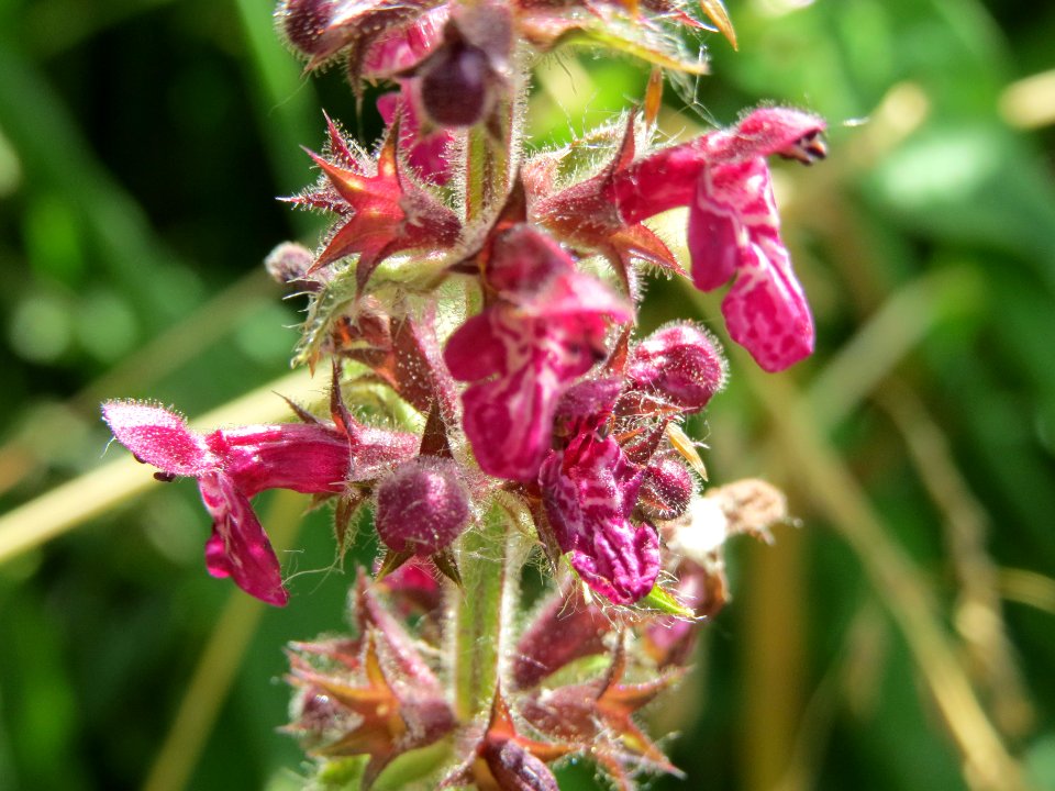 20140606Stachys_sylvatica3