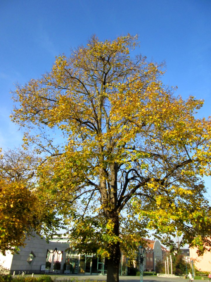 20141122Tilia_cordata2