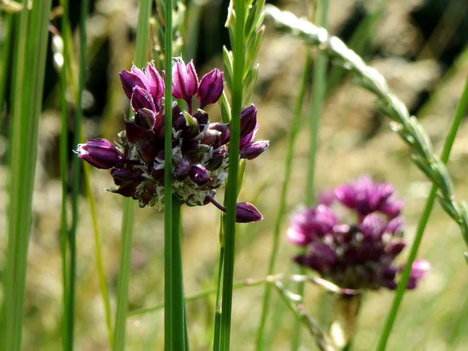 20140607Allium_scorodoprasum3