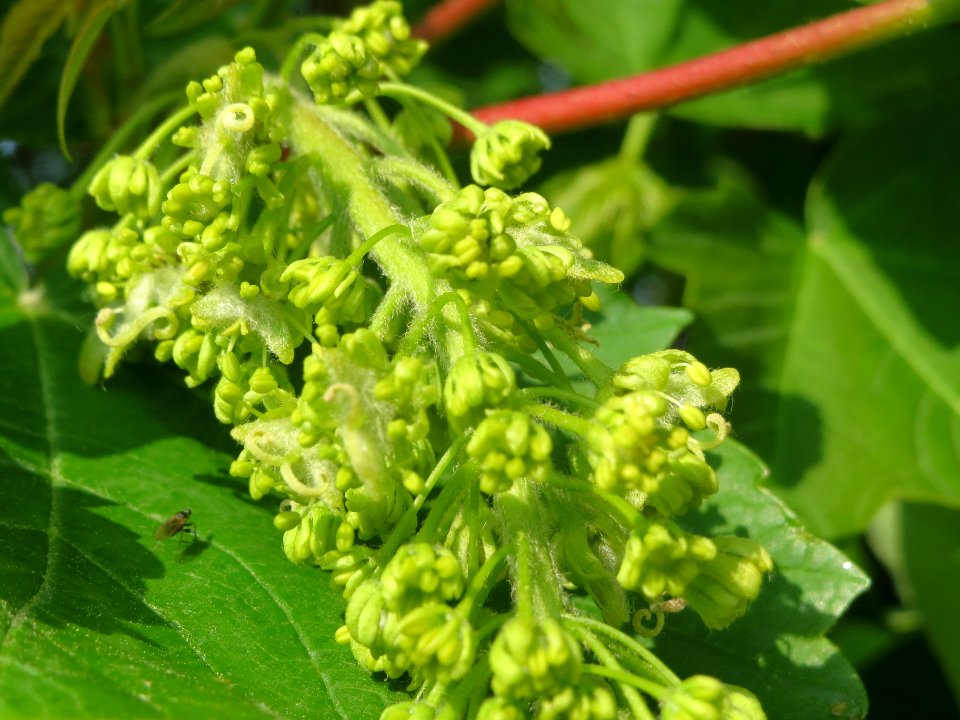 20140430Acer_pseudoplatanus1