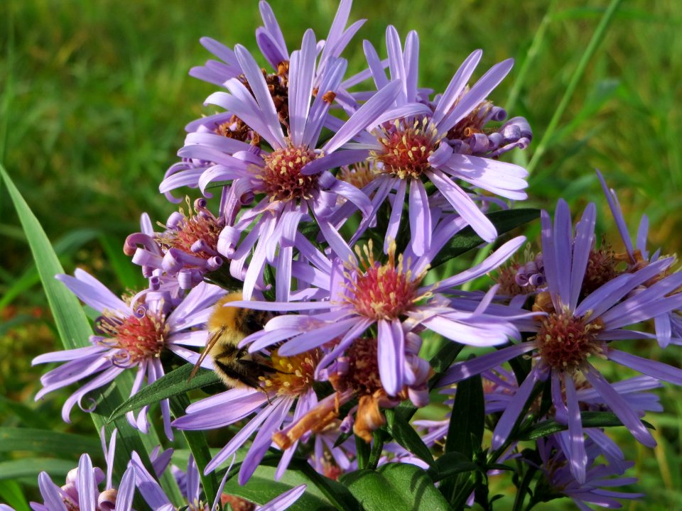20141013Symphyotrichum4